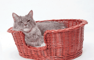 лежанка для кота своими руками